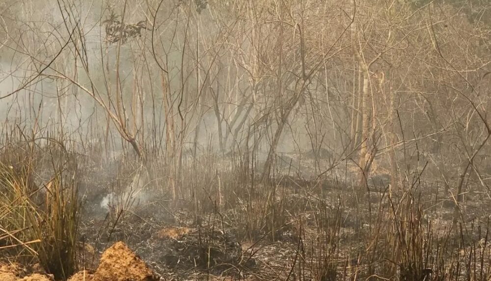 BRASIL EM CHAMAS: 11 MILHÕES DE HECTARES DEVASTADOS POR INCÊNDIOS EM 2024