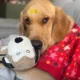 projeto-preve-multa-de-ate-r$ 55-mil-para-tutor-que-maltratar-animal-em-campinas