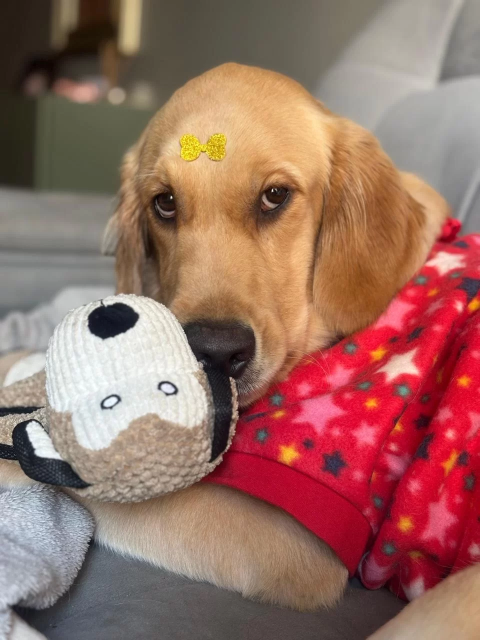 projeto-preve-multa-de-ate-r$ 55-mil-para-tutor-que-maltratar-animal-em-campinas