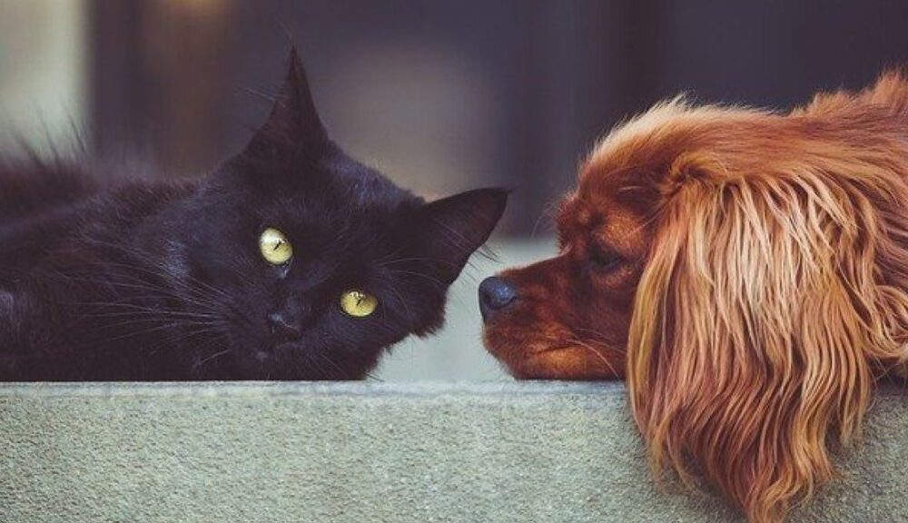 lei-que-altera-cuidados-a-animais-comunitarios-em-campinas-e-votada-na-camara