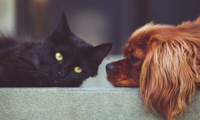 lei-que-altera-cuidados-a-animais-comunitarios-em-campinas-e-votada-na-camara