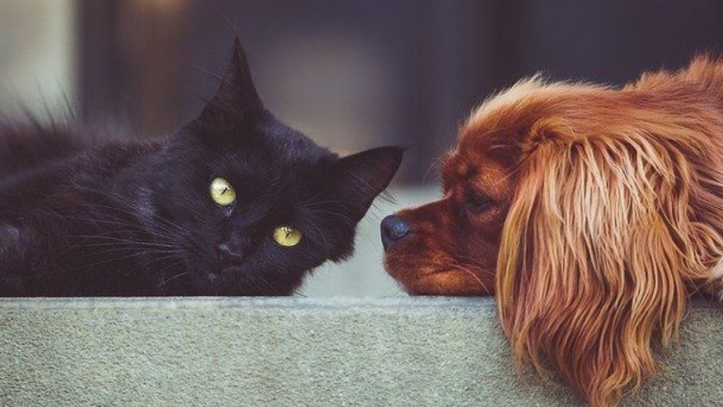 lei-que-altera-cuidados-a-animais-comunitarios-em-campinas-e-votada-na-camara