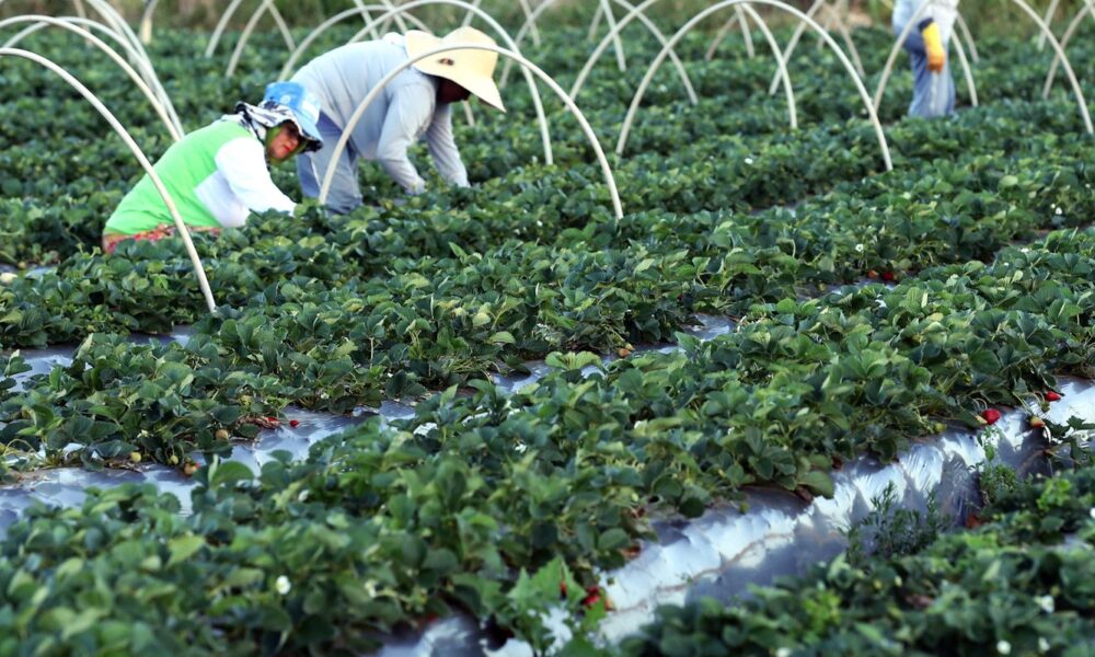 finep-anuncia-parceria-de-r$-74,9-milhoes-para-a-agricultura-familiar
