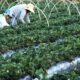 finep-anuncia-parceria-de-r$-74,9-milhoes-para-a-agricultura-familiar