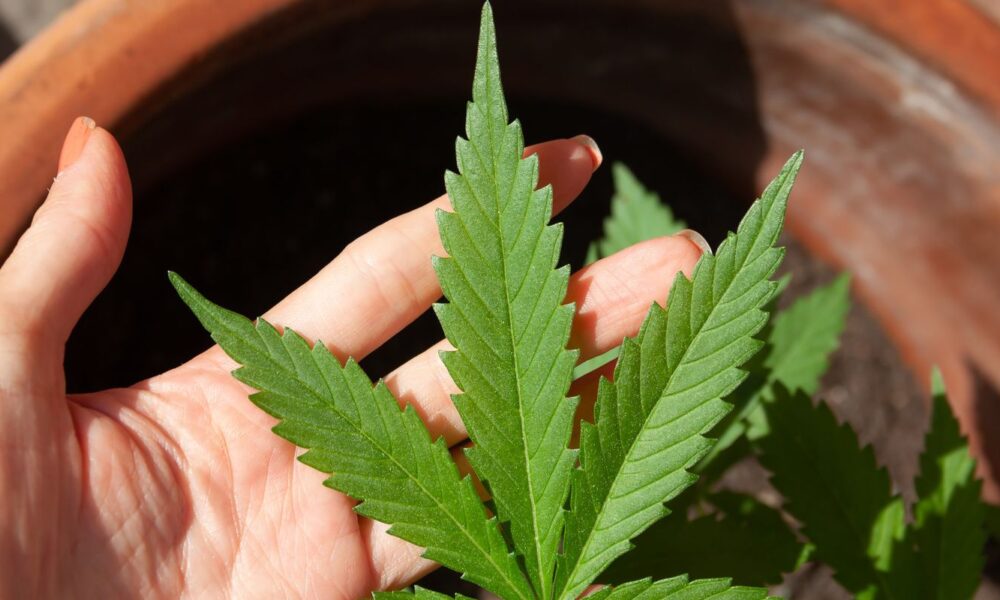 anvisa-discute-nesta-quarta-regras-para-a-producao-de-cannabis-no-pais