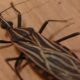 ananindeua,-no-para,-tem-surto-de-casos-da-doenca-de-chagas