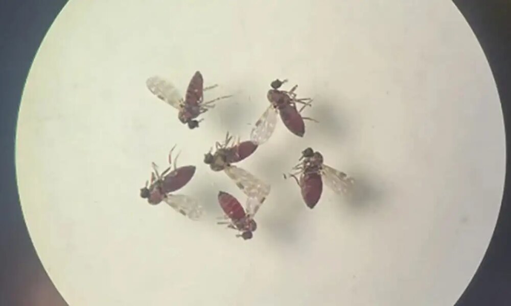 estudo-explica-diferenca-de-sintomas-entre-febre-do-oropouche-e-dengue