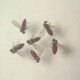 estudo-explica-diferenca-de-sintomas-entre-febre-do-oropouche-e-dengue