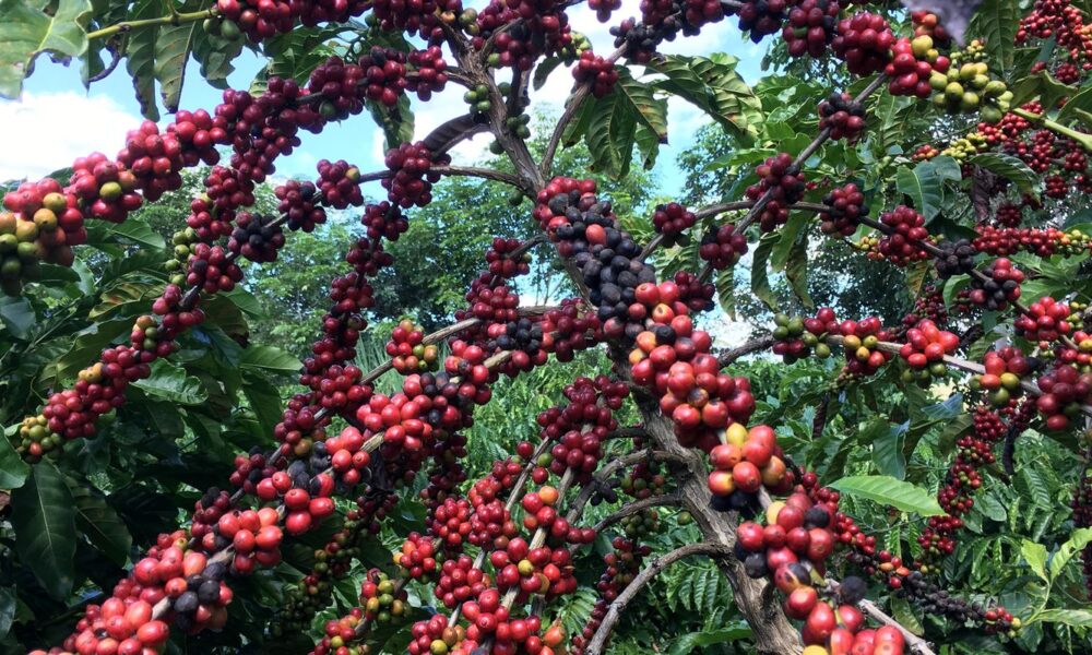 conab-preve-colheita-recorde-de-cafe-com-crescimento-de-17,1%-em-2026