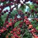 conab-preve-colheita-recorde-de-cafe-com-crescimento-de-17,1%-em-2026