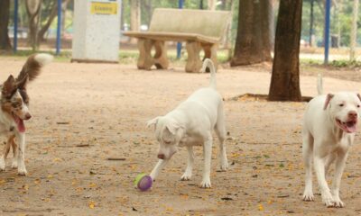 estatuto-dos-caes-e-gatos-preve-penas-para-quem-maltratar-animais