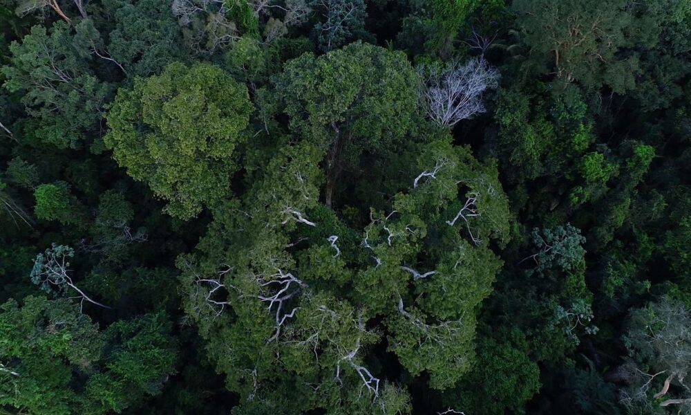 previdencia-e-bndes-querem-incluir-esg-na-gestao-de-fundos-de-pensao