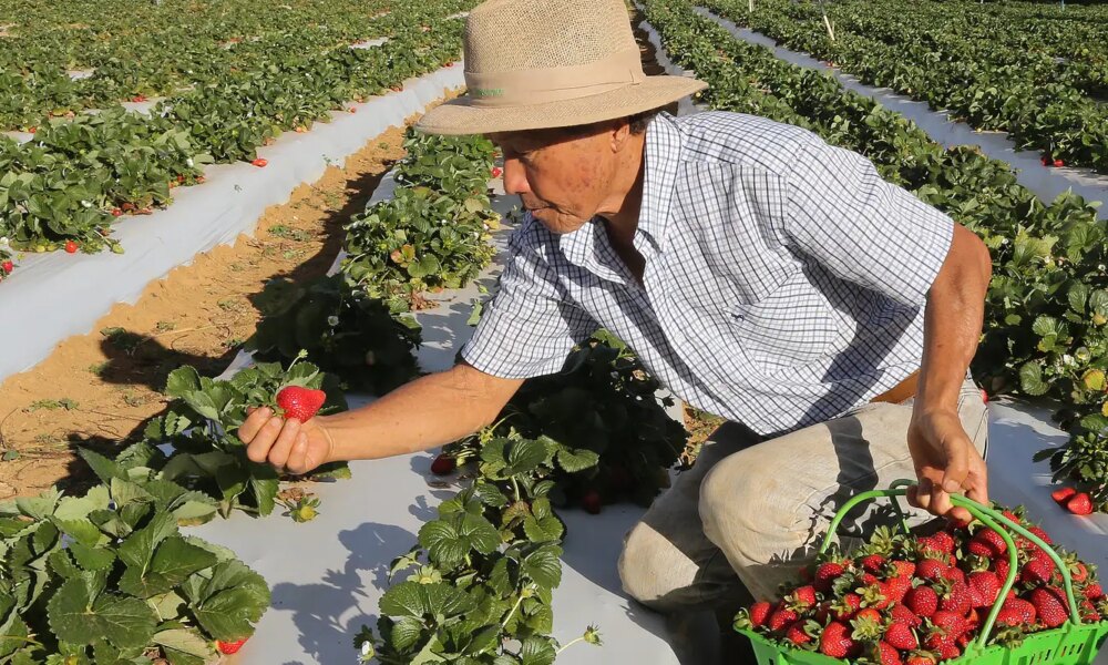 agricultores-com-perda-de-producao-comecam-a-receber-o-garantia-safra