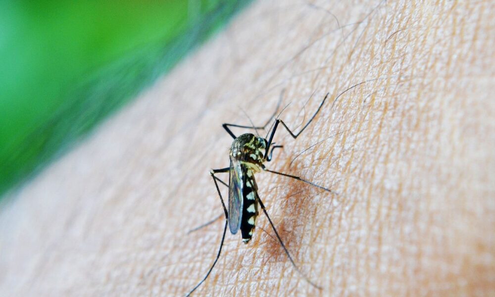 oms:-dengue-e-indicador-da-relacao-mudancas-climaticas-e-arboviroses