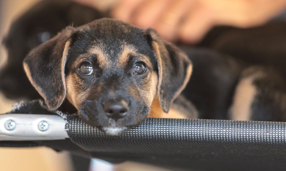 governo-abre-consulta-publica-sobre-genericos-e-similares-veterinarios