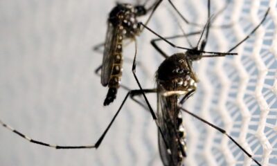 estado-de-sp-confirma-mais-duas-mortes-por-febre-amarela