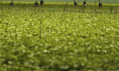 cmn-passa-a-exigir-fotos-com-localizacao-comprovada-em-seguro-rural