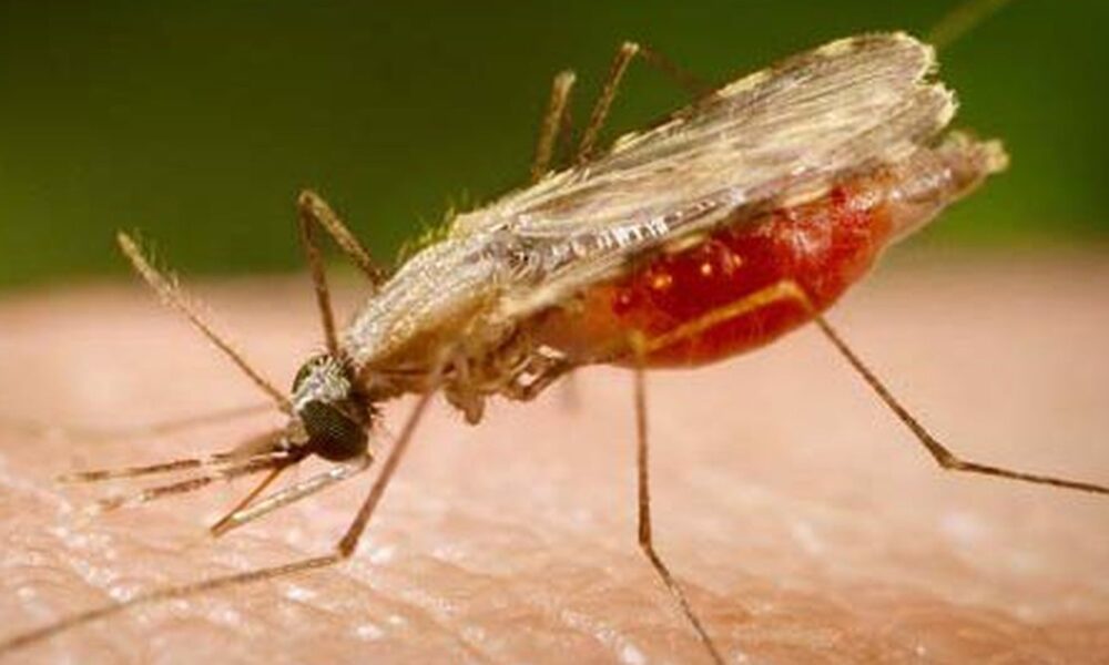 cientistas-da-fiocruz-podem-produzir-vacina-completa-contra-a-malaria