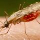 cientistas-da-fiocruz-podem-produzir-vacina-completa-contra-a-malaria