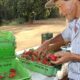 finep-vai-pagar-r$-220-milhoes-para-inovacoes-em-agricultura-familiar 