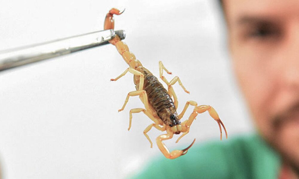 criancas-sao-mais-vulneraveis-a-envenenamento-por-picada-de-escorpiao
