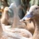 entidades-defendem-projeto-que-proibe-alimentacao-forcada-de-animais