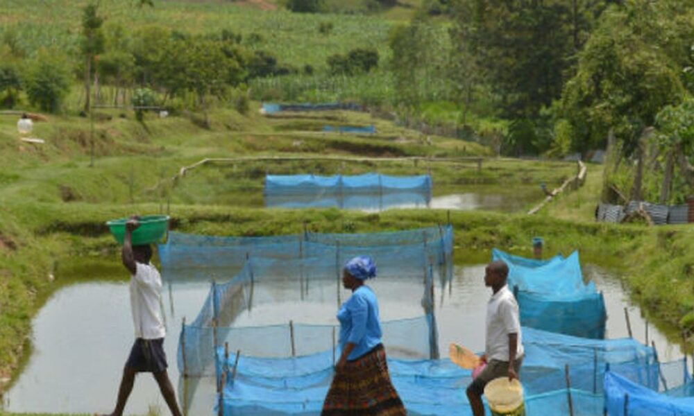 estudo-alerta-para-avanco-de-bacteria-em-criacoes-de-peixes
