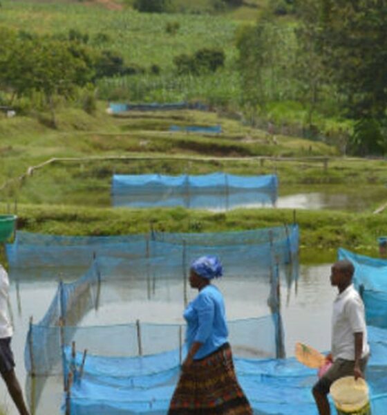 estudo-alerta-para-avanco-de-bacteria-em-criacoes-de-peixes