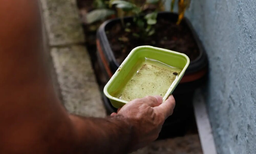 el-nino-pode-aumentar-casos-de-chikungunya-e-dengue-no-brasil