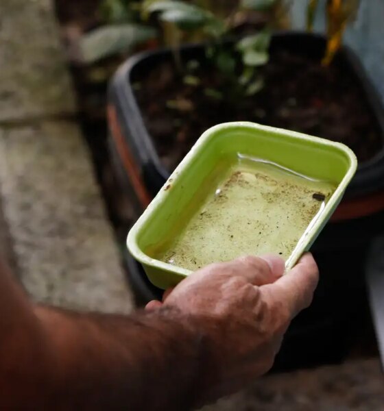 el-nino-pode-aumentar-casos-de-chikungunya-e-dengue-no-brasil