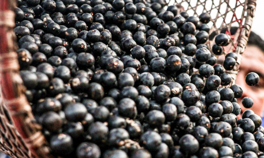 china-facilita-exportacao-de-polpas-e-frutas-congeladas-brasileiras