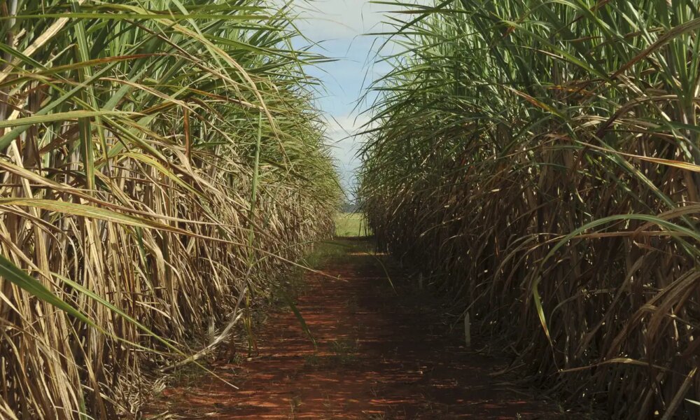 safra-de-cana-de-acucar-deve-crescer-4,7%-em-relacao-ao-ano-de-2025