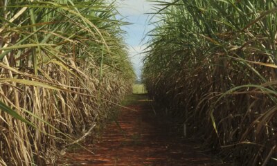 safra-de-cana-de-acucar-deve-crescer-4,7%-em-relacao-ao-ano-de-2025