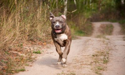 caes-pitbulls:-camara-vota-microchipagem-obrigatoria-nesta-quarta