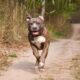 caes-pitbulls:-camara-vota-microchipagem-obrigatoria-nesta-quarta