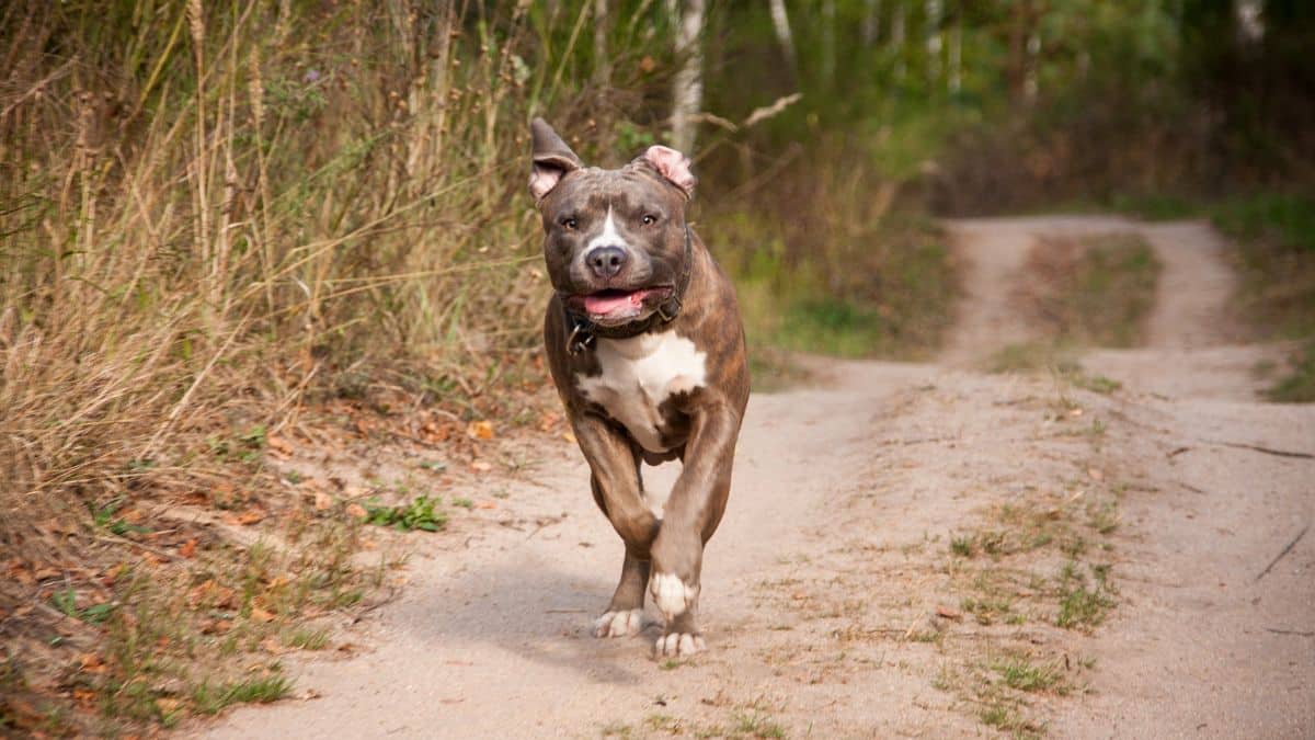 caes-pitbulls:-camara-vota-microchipagem-obrigatoria-nesta-quarta