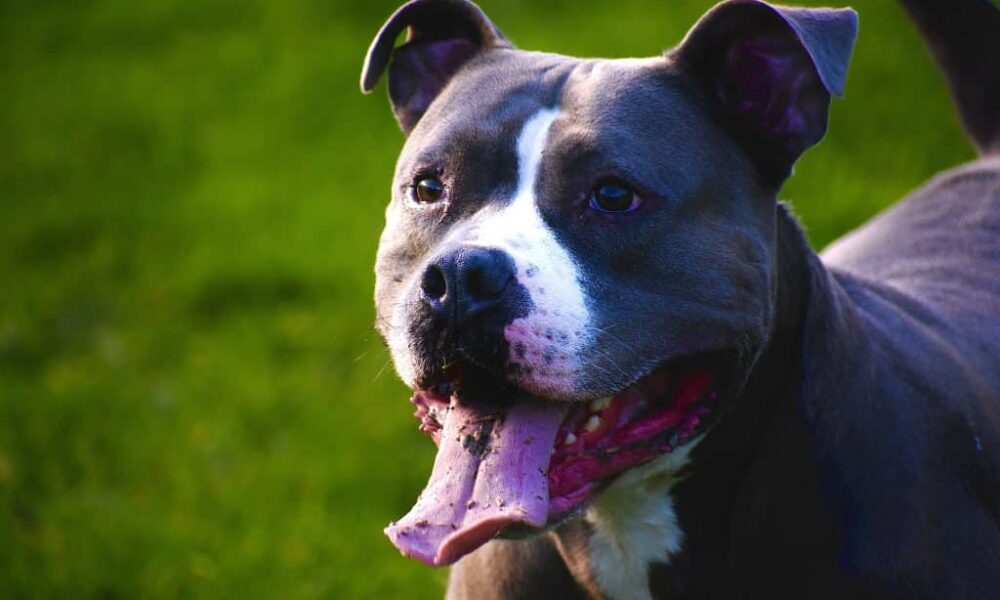 vereadores-aprovam-microchipagem-obrigatoria-de-pitbulls-em-campinas