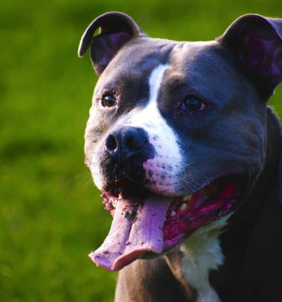 vereadores-aprovam-microchipagem-obrigatoria-de-pitbulls-em-campinas
