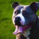 vereadores-aprovam-microchipagem-obrigatoria-de-pitbulls-em-campinas
