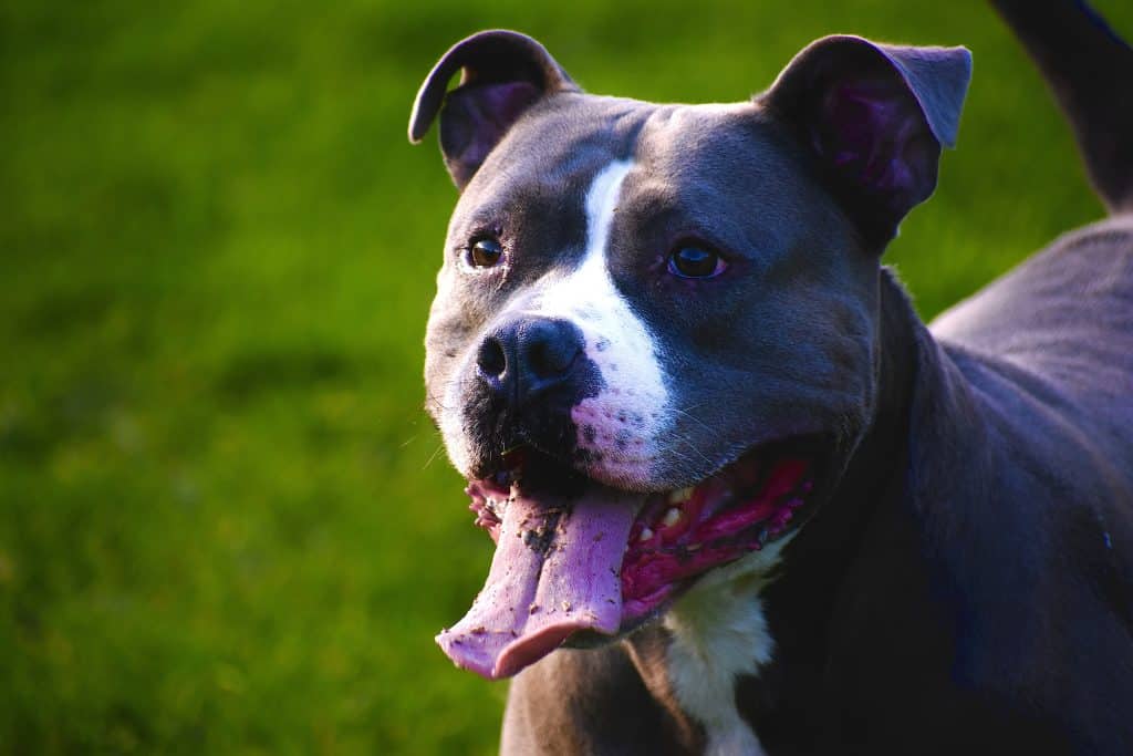 vereadores-aprovam-microchipagem-obrigatoria-de-pitbulls-em-campinas