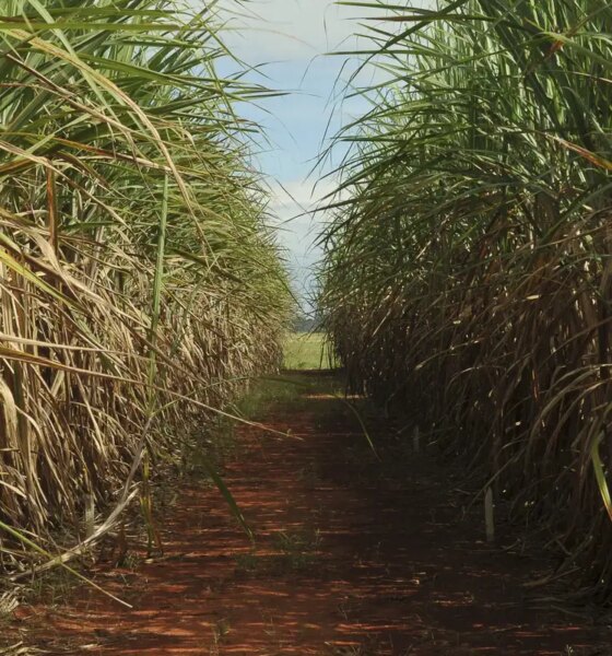 conselho-eleva-limite-de-remuneracao-do-eco-invest-brasil