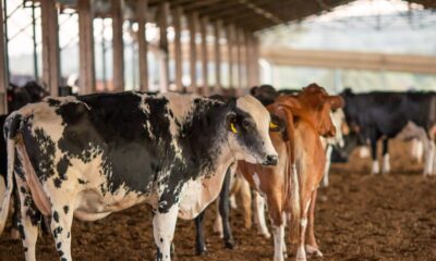 ue-suspende-carnes-do-brasil;-entenda-impacto-e-proximos-passos