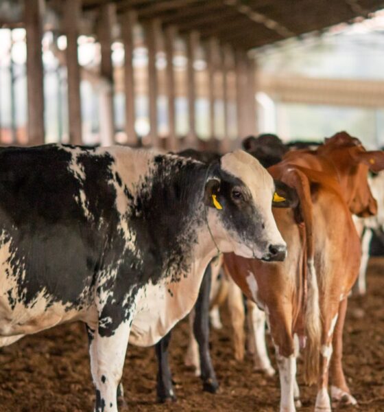 ue-suspende-carnes-do-brasil;-entenda-impacto-e-proximos-passos
