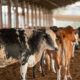 ue-suspende-carnes-do-brasil;-entenda-impacto-e-proximos-passos