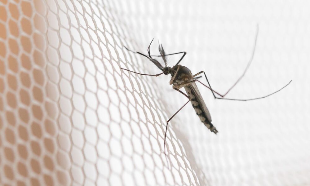 cidades-do-noroeste-de-sp-tem-maior-incidencia-de-casos-de-dengue