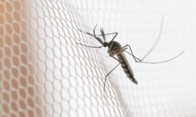 cidades-do-noroeste-de-sp-tem-maior-incidencia-de-casos-de-dengue
