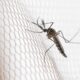 cidades-do-noroeste-de-sp-tem-maior-incidencia-de-casos-de-dengue