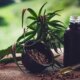 para-associacoes,-normas-ainda-deixam-pontos-em-aberto-sobre-cannabis
