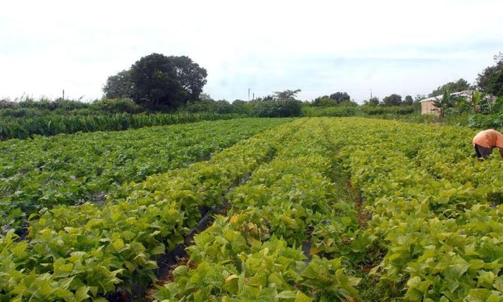 seguranca-alimentar-e-povos-indigenas-tem-r$-64,3-milhoes-em-credito