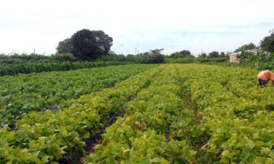 seguranca-alimentar-e-povos-indigenas-tem-r$-64,3-milhoes-em-credito